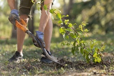 Man digging around shrub
