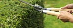 Man clipping hedge with shears