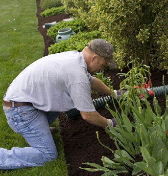 Man kneeling on grass edge weeding garden